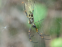 Trichonephila antipodiana