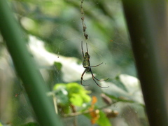 Trichonephila antipodiana