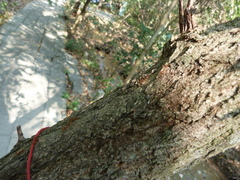 Oecophylla smaragdina