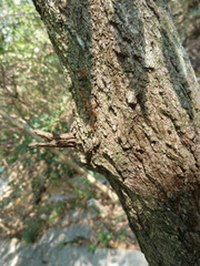 Oecophylla smaragdina