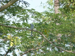 Dicrurus leucophaeus