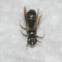 Ceratina strenua