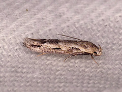 Mompha brevivittella
