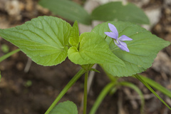 Viola acuminata