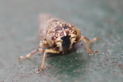 Acericerus vittifrons