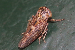 Acericerus vittifrons