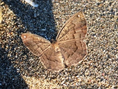 Voltinia umbra