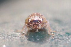 Acericerus vittifrons