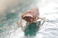 Acericerus vittifrons