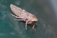 Acericerus vittifrons