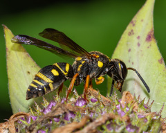 Parancistrocerus vagus