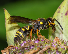 Parancistrocerus vagus