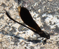 Euphaea masoni