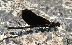 Euphaea masoni