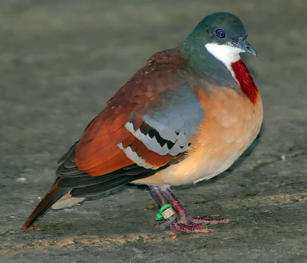 Pombo-apunhalado, Pombo-apunhalado Gallicolumba luzonica Vi…