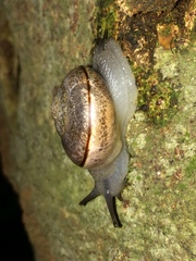 Kerkophorus vittarubra