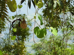 Aristolochia ringens