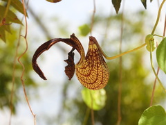 Aristolochia ringens