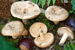 Lactarius illyricus
