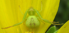 Misumenops rubrodecoratus