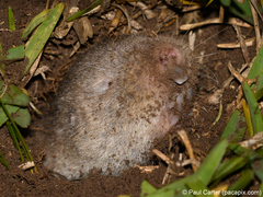 Cryptomys hottentotus