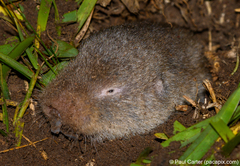 Cryptomys hottentotus