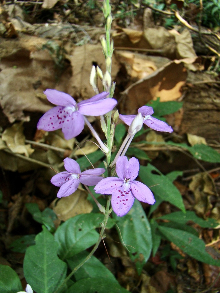 Pseuderanthemum crenulatum; photograph author not stated, no rights reserved