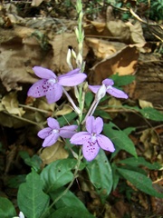 Pseuderanthemum crenulatum