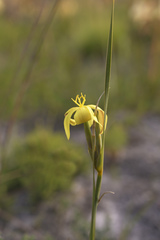 Bobartia filiformis