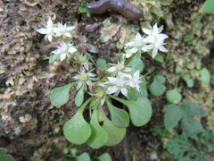 Sedum jaliscanum