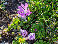 Primula minima