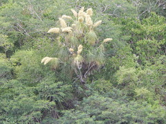 Beaucarnea recurvata