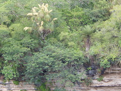 Beaucarnea recurvata