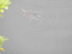 Trachemys venusta cataspila