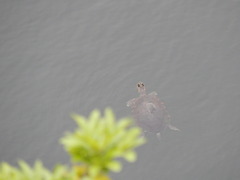 Trachemys venusta cataspila