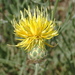 Centaurea salonitana - Photo (c) Kostas Zontanos, algunos derechos reservados (CC BY-NC), uploaded by Kostas Zontanos