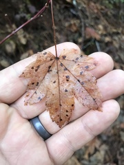 Acer circinatum