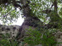 Beaucarnea recurvata