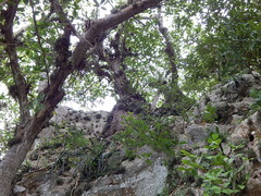 Beaucarnea recurvata