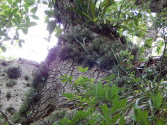 Beaucarnea recurvata