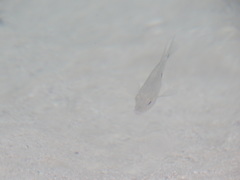 Herichthys carpintis