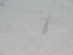 Herichthys carpintis