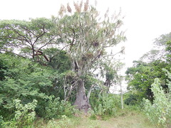 Beaucarnea recurvata