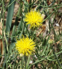 Centaurea salonitana