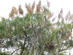 Beaucarnea recurvata