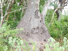 Beaucarnea recurvata