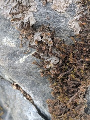 Schistidium dupretii