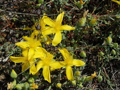 Hypericum olympicum