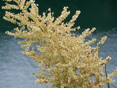 Beaucarnea recurvata