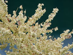 Beaucarnea recurvata